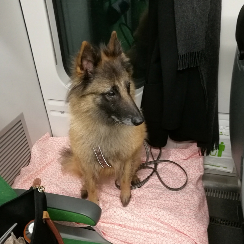 busy busy Tyyne belgianpaimenkoira belgianshepherd dog in a train VR lemmikkivaunu Matkustus koiran kanssa junassa