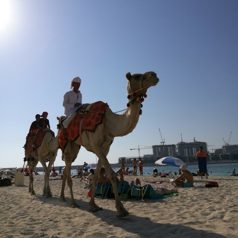 Layover in Dubai Jumeirah public beach two men riding camels on the beach