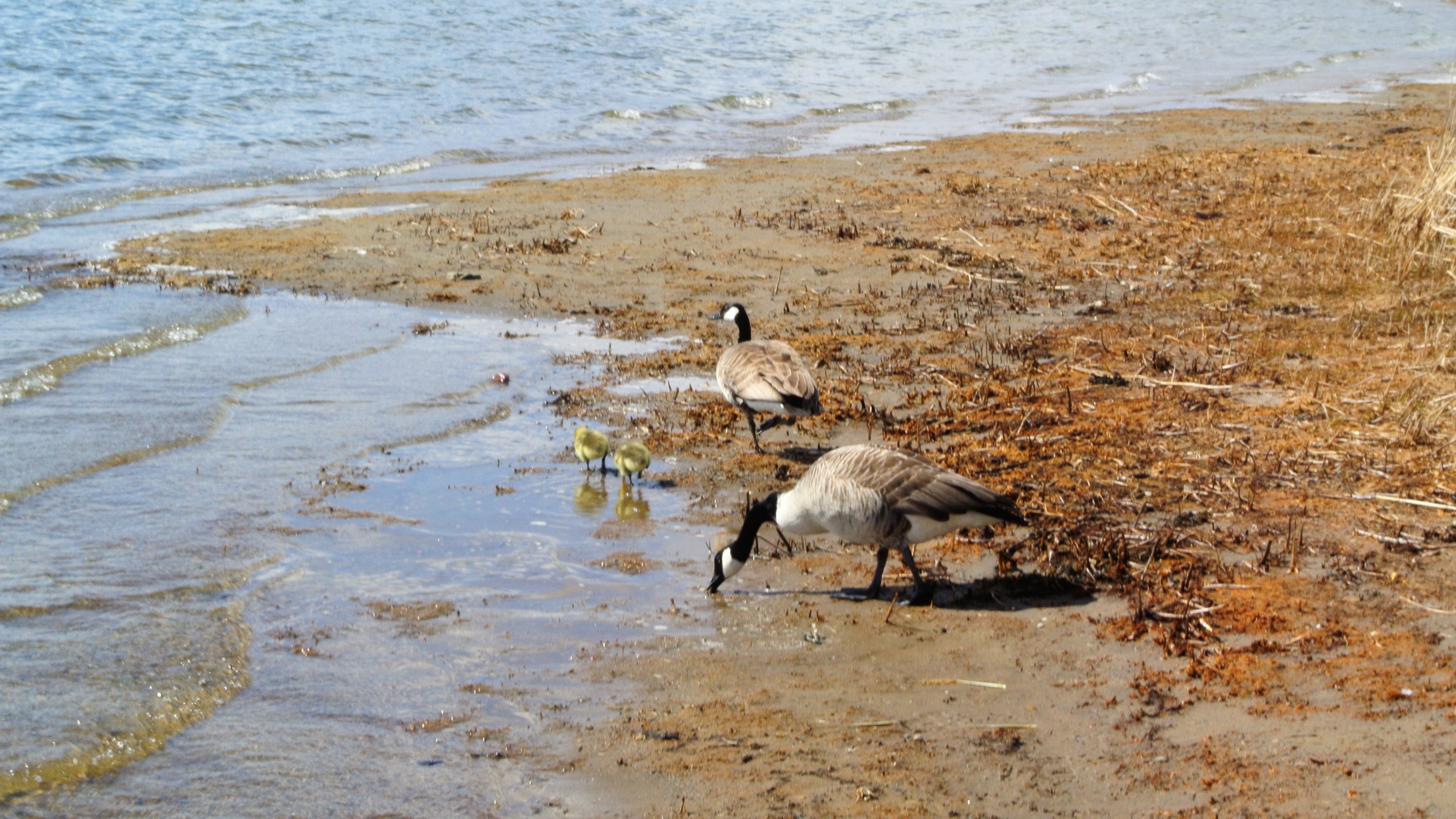 Kallahdenniemi A geese couple with two babies on a beach