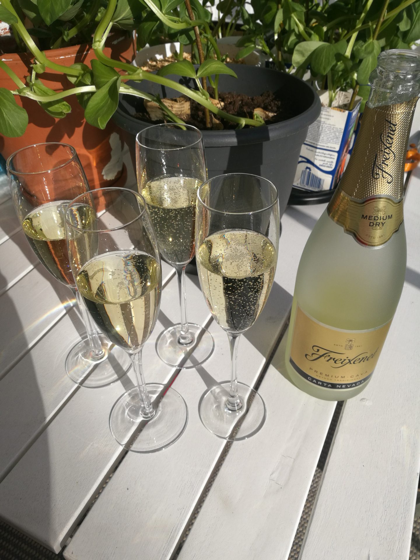 A little sparkle Annimarian Four glasses of Freixenet Cava on a garden table