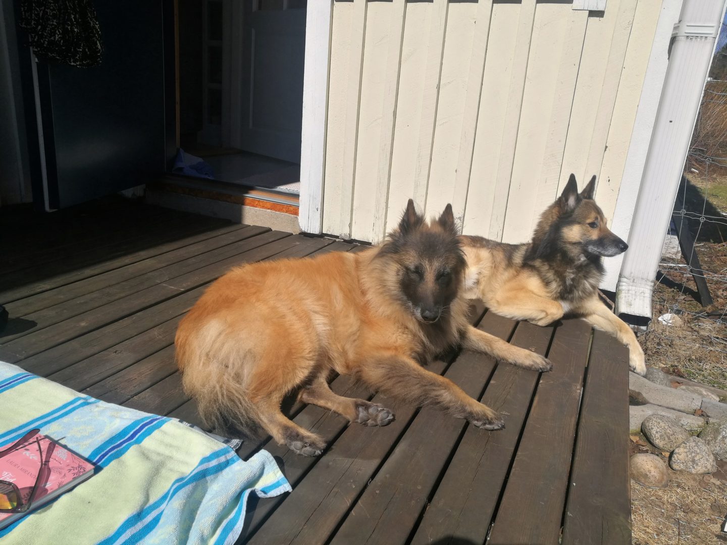 Finally warm Annimarian Two dogs in the sun on a terrace, a belgian shepherd dog and a belgian-mix