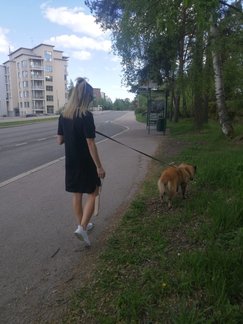 Back with baby baby A small Belgian Shepherd dog walking with a blonde girl on a summer day in Helsinki